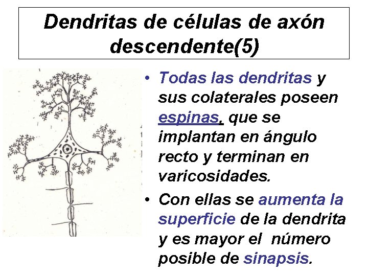 Dendritas de células de axón descendente(5) • Todas las dendritas y sus colaterales poseen