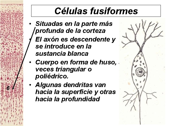 Células fusiformes 6 • Situadas en la parte más profunda de la corteza •