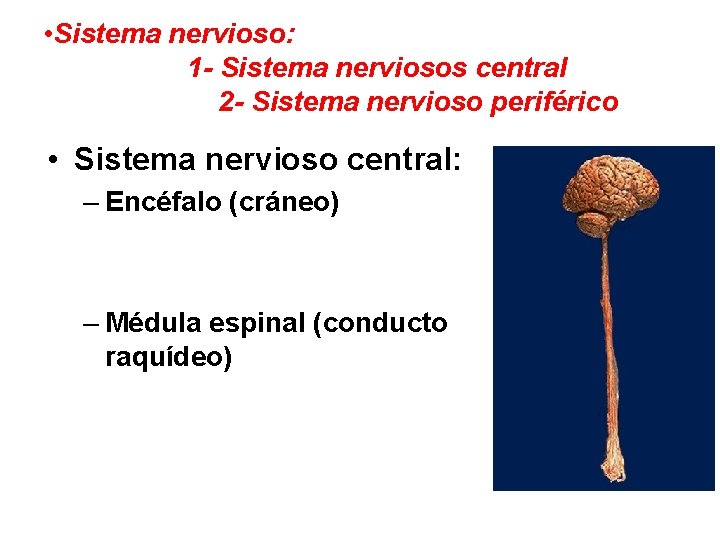  • Sistema nervioso: 1 - Sistema nerviosos central 2 - Sistema nervioso periférico