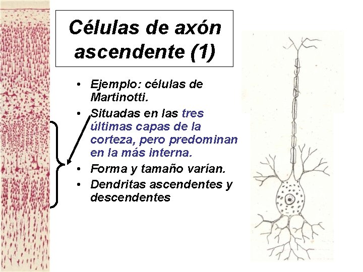 Células de axón ascendente (1) • Ejemplo: células de Martinotti. • Situadas en las