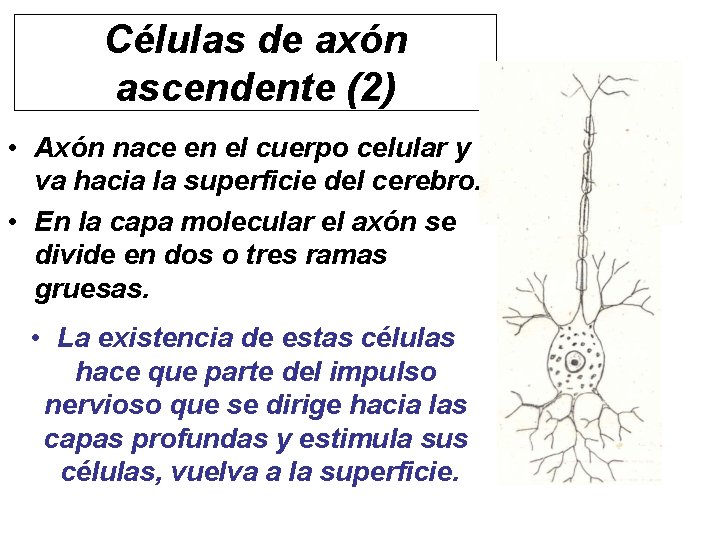 Células de axón ascendente (2) • Axón nace en el cuerpo celular y va