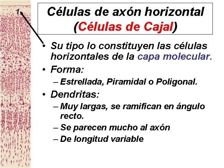 1 Células de axón horizontal (Células de Cajal) • Su tipo lo constituyen las