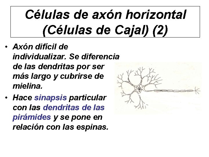 Células de axón horizontal (Células de Cajal) (2) • Axón difícil de individualizar. Se