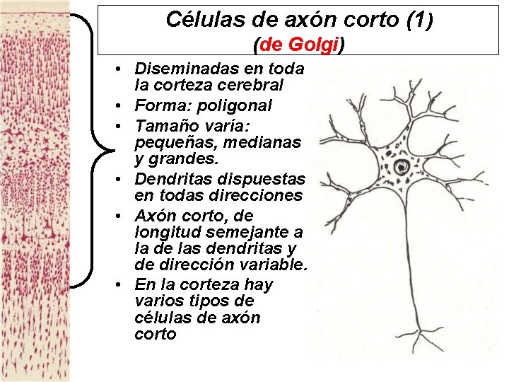 Células de axón corto (1) (de Golgi) • Diseminadas en toda la corteza cerebral