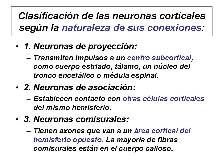 Clasificación de las neuronas corticales según la naturaleza de sus conexiones: • 1. Neuronas