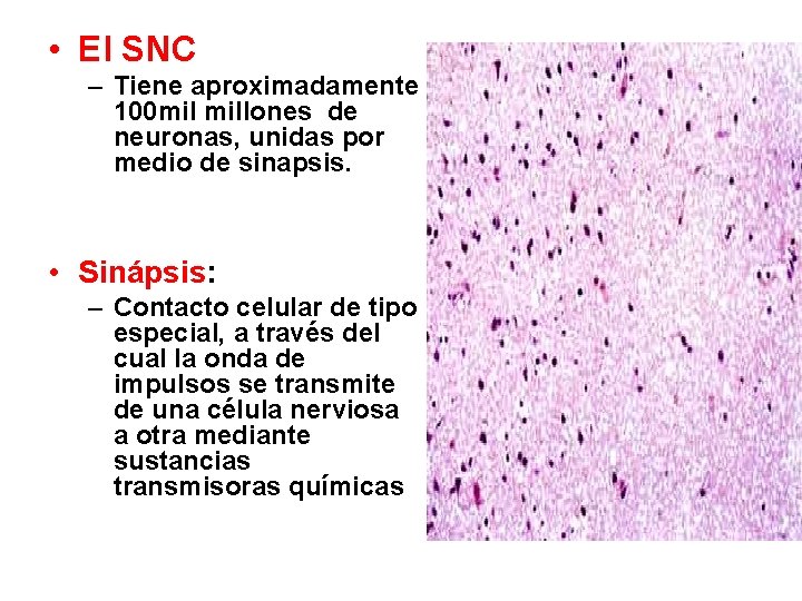  • El SNC – Tiene aproximadamente 100 mil millones de neuronas, unidas por