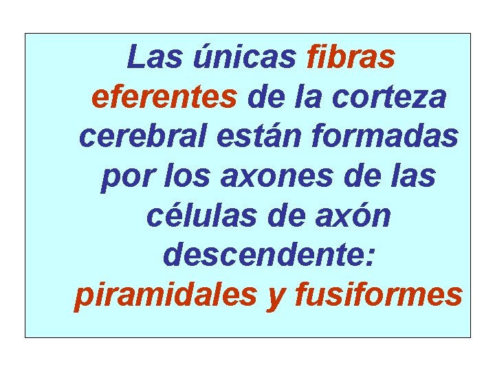 Las únicas fibras eferentes de la corteza cerebral están formadas por los axones de