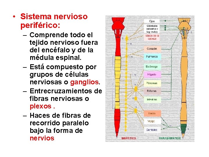  • Sistema nervioso periférico: – Comprende todo el tejido nervioso fuera del encéfalo