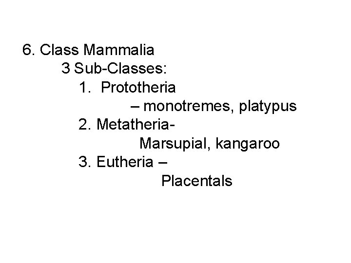  6. Class Mammalia 3 Sub-Classes: 1. Prototheria – monotremes, platypus 2. Metatheria- Marsupial,