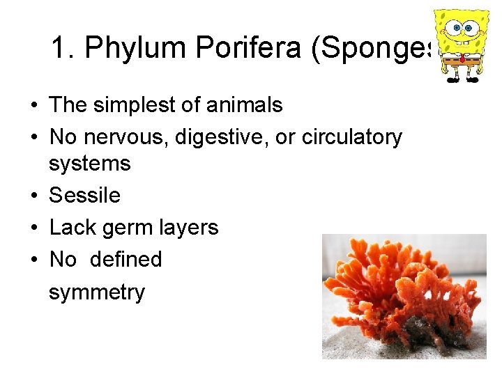 1. Phylum Porifera (Sponges) • The simplest of animals • No nervous, digestive, or