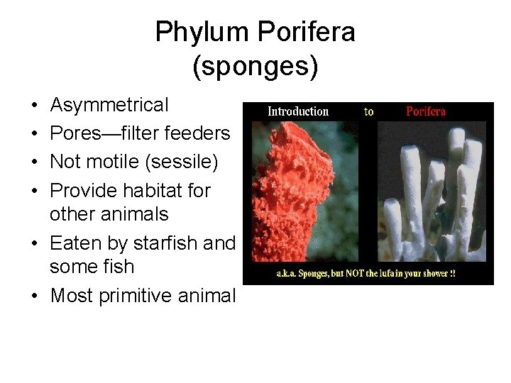 Phylum Porifera (sponges) • • Asymmetrical Pores—filter feeders Not motile (sessile) Provide habitat for