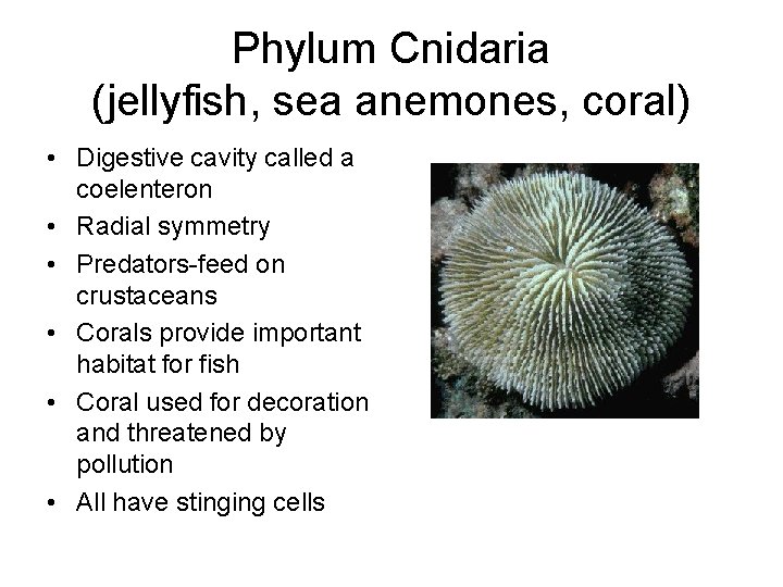 Phylum Cnidaria (jellyfish, sea anemones, coral) • Digestive cavity called a coelenteron • Radial