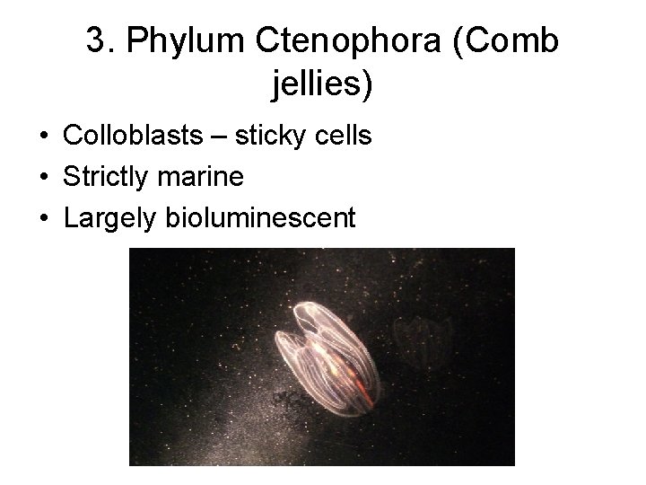 3. Phylum Ctenophora (Comb jellies) • Colloblasts – sticky cells • Strictly marine •