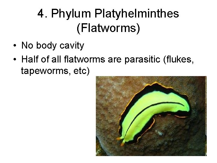 4. Phylum Platyhelminthes (Flatworms) • No body cavity • Half of all flatworms are