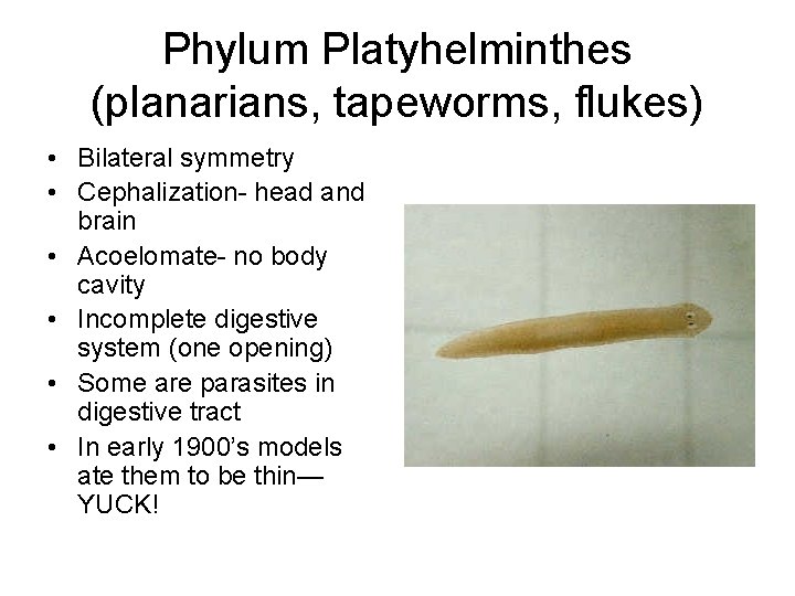 Phylum Platyhelminthes (planarians, tapeworms, flukes) • Bilateral symmetry • Cephalization- head and brain •