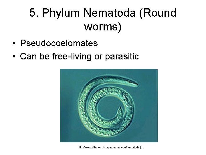 5. Phylum Nematoda (Round worms) • Pseudocoelomates • Can be free-living or parasitic http: