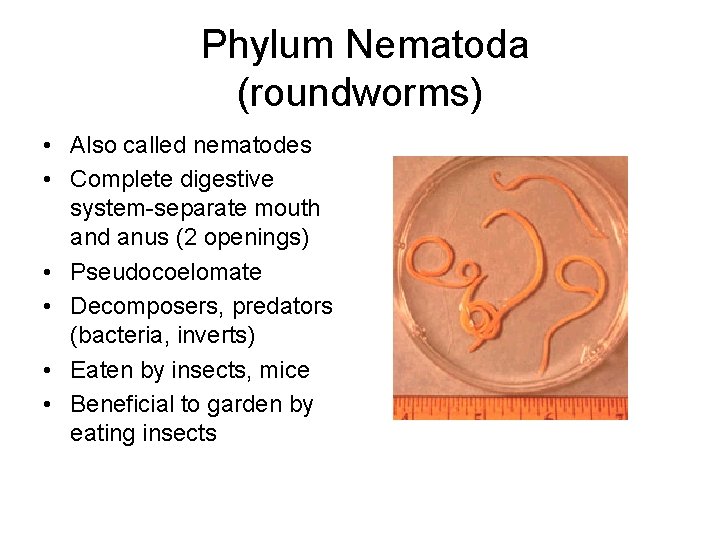  Phylum Nematoda (roundworms) • Also called nematodes • Complete digestive system-separate mouth and