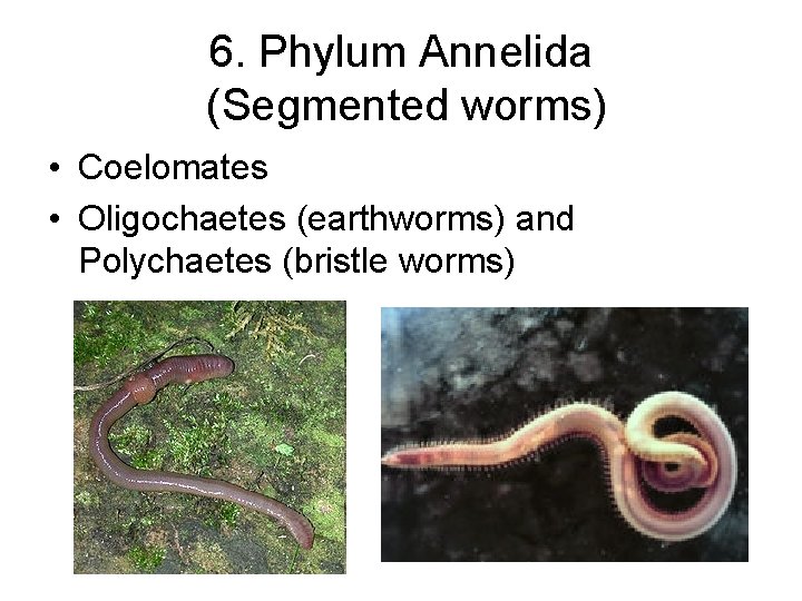 6. Phylum Annelida (Segmented worms) • Coelomates • Oligochaetes (earthworms) and Polychaetes (bristle worms)