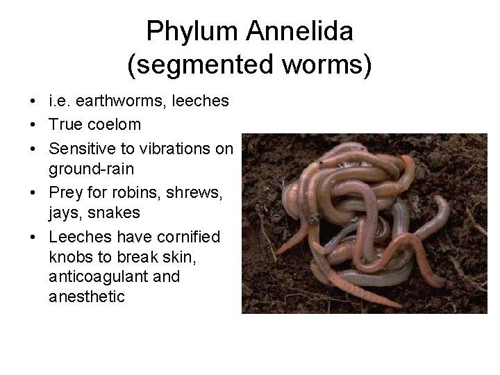 Phylum Annelida (segmented worms) • i. e. earthworms, leeches • True coelom • Sensitive