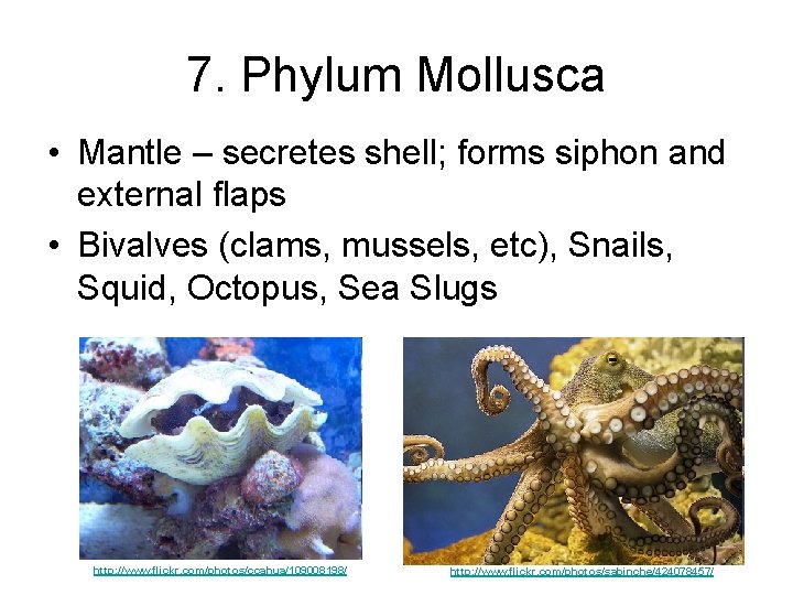 7. Phylum Mollusca • Mantle – secretes shell; forms siphon and external flaps •