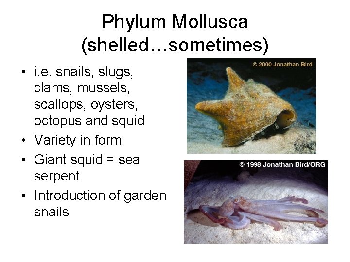 Phylum Mollusca (shelled…sometimes) • i. e. snails, slugs, clams, mussels, scallops, oysters, octopus and