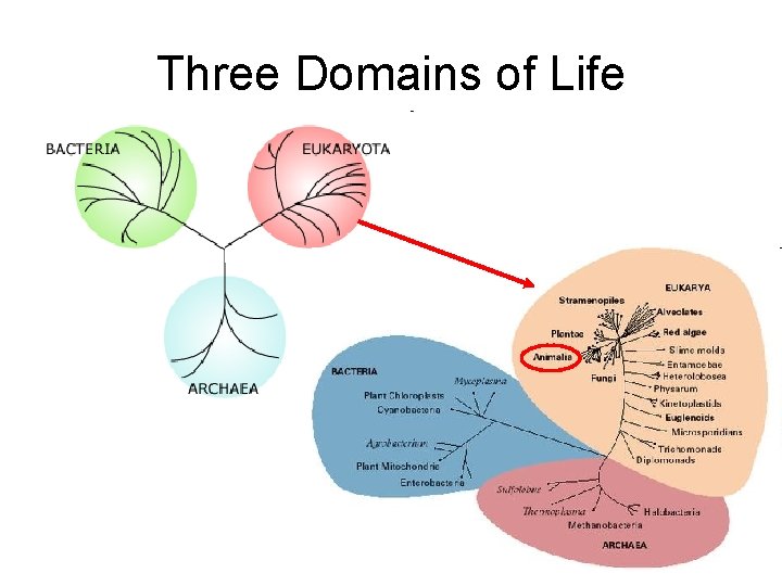 Three Domains of Life 