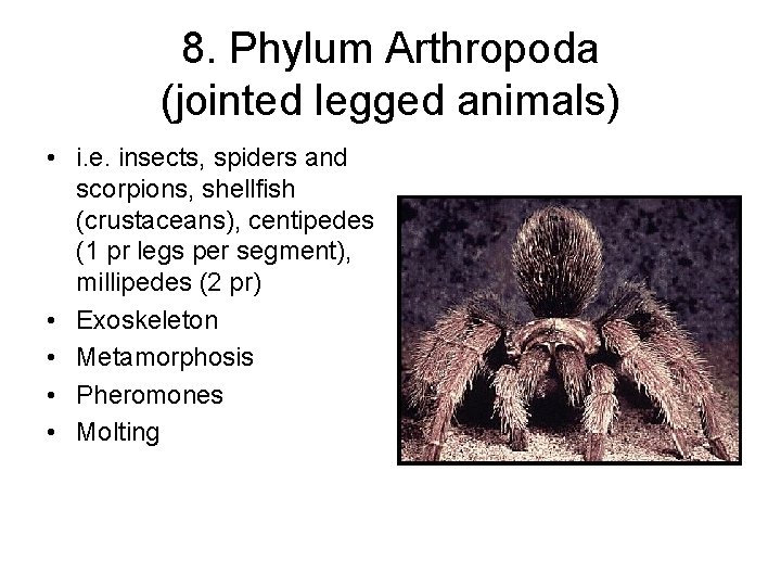 8. Phylum Arthropoda (jointed legged animals) • i. e. insects, spiders and scorpions, shellfish