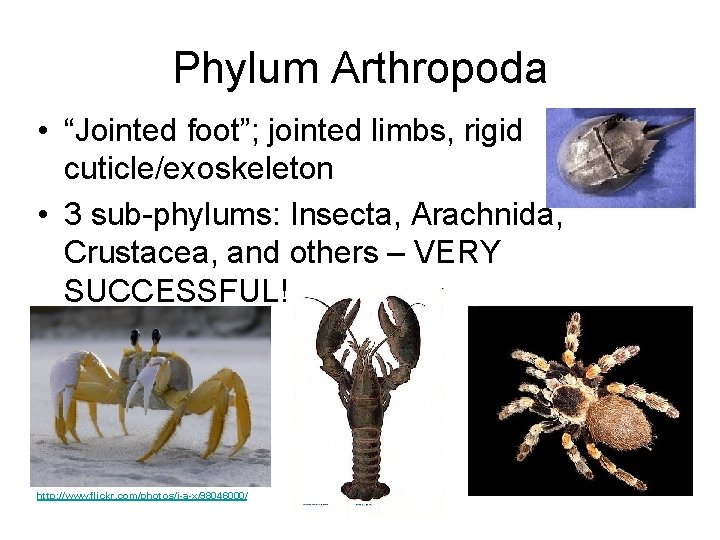 Phylum Arthropoda • “Jointed foot”; jointed limbs, rigid cuticle/exoskeleton • 3 sub-phylums: Insecta, Arachnida,