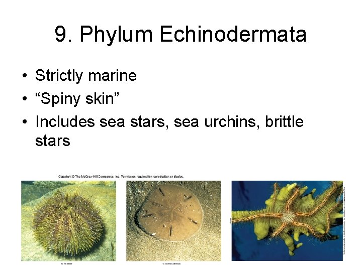 9. Phylum Echinodermata • Strictly marine • “Spiny skin” • Includes sea stars, sea