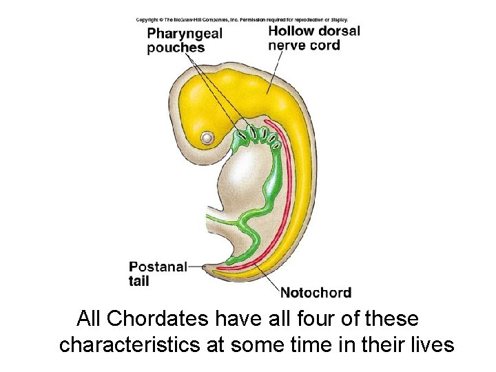 All Chordates have all four of these characteristics at some time in their lives