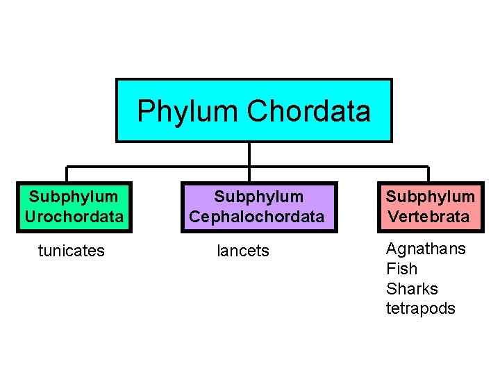 Phylum Chordata Subphylum Urochordata tunicates Subphylum Cephalochordata lancets Subphylum Vertebrata Agnathans Fish Sharks tetrapods