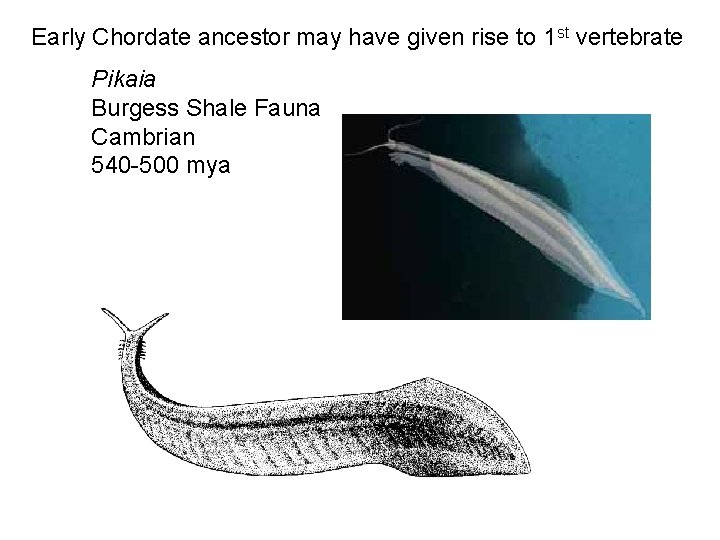 Early Chordate ancestor may have given rise to 1 st vertebrate Pikaia Burgess Shale