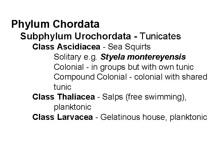 Phylum Chordata Subphylum Urochordata - Tunicates Class Ascidiacea - Sea Squirts Solitary e. g.