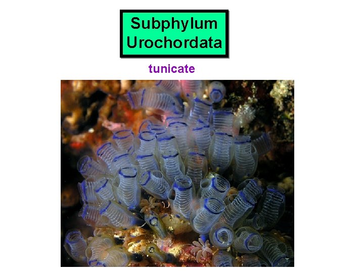 Subphylum Urochordata tunicate 