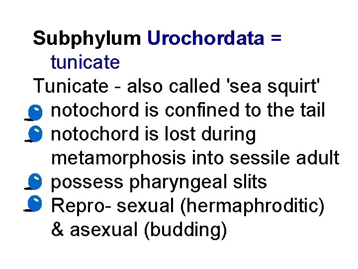 Subphylum Urochordata = tunicate Tunicate - also called 'sea squirt' • notochord is confined