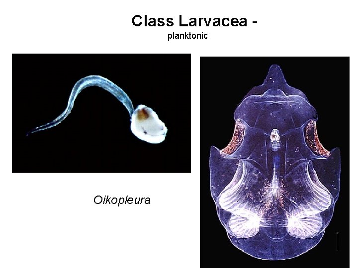 Class Larvacea - planktonic Oikopleura 