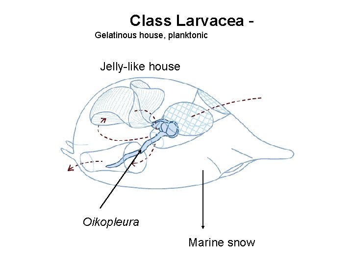 Class Larvacea - Gelatinous house, planktonic Jelly-like house Oikopleura Marine snow 