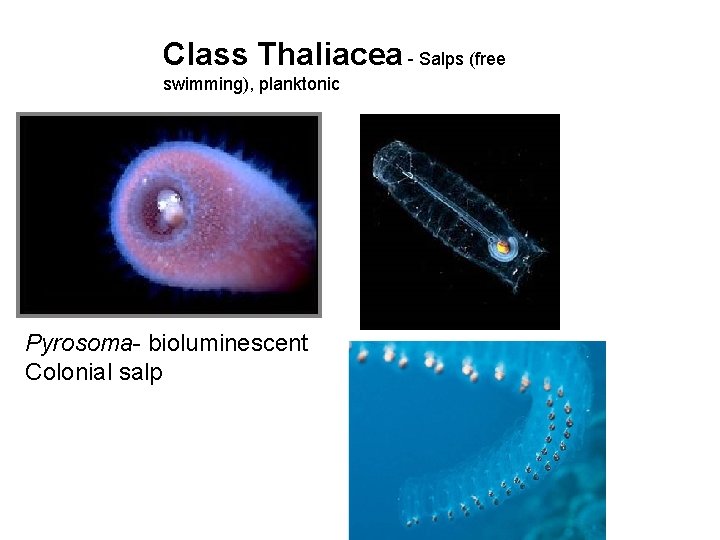 Class Thaliacea - Salps (free swimming), planktonic Pyrosoma- bioluminescent Colonial salp 