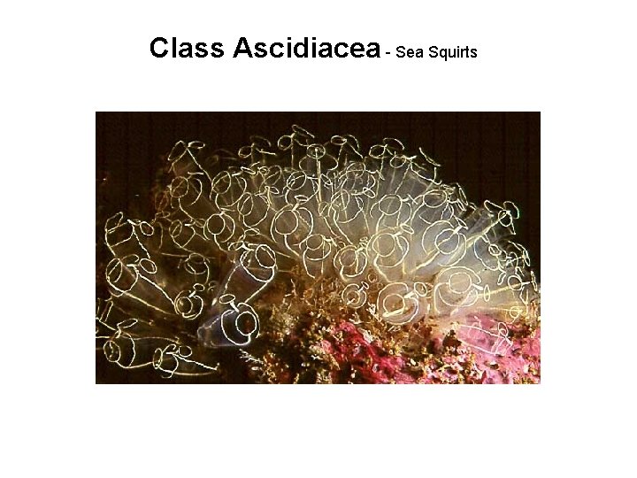 Class Ascidiacea - Sea Squirts 