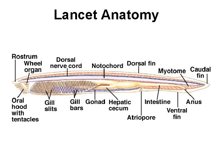 Lancet Anatomy 