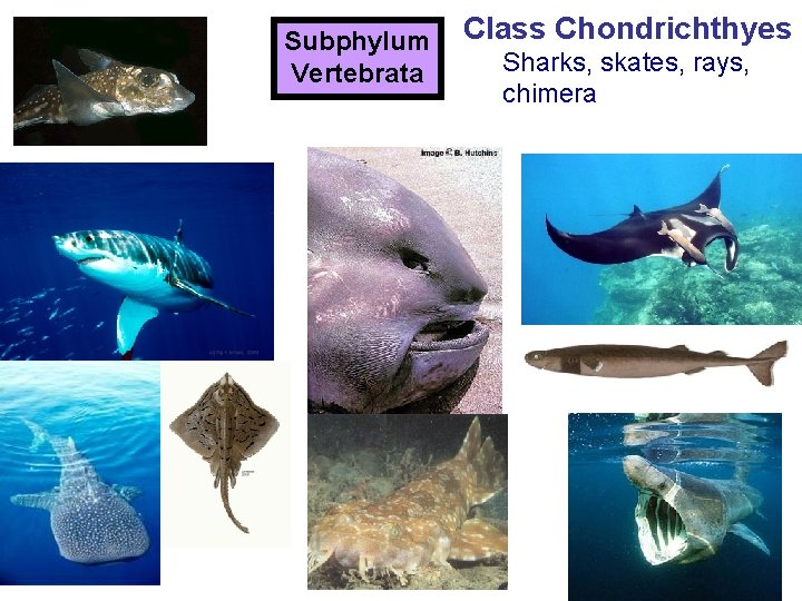 Subphylum Vertebrata Class Chondrichthyes Sharks, skates, rays, chimera 