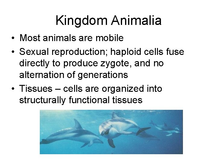 Kingdom Animalia • Most animals are mobile • Sexual reproduction; haploid cells fuse directly