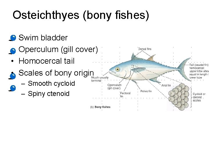 Osteichthyes (bony fishes) • • Swim bladder Operculum (gill cover) Homocercal tail Scales of