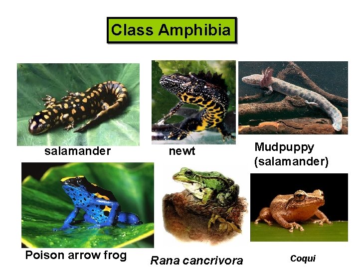 Class Amphibia salamander Poison arrow frog newt Rana cancrivora Mudpuppy (salamander) Coqui 