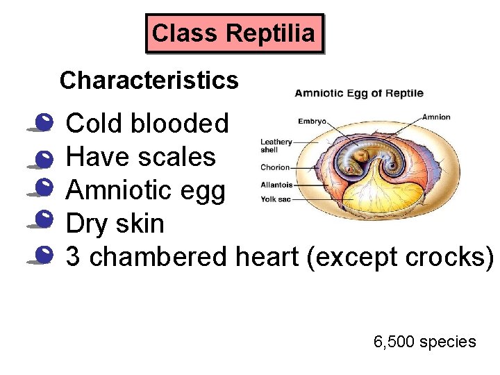 Class Reptilia Characteristics • • • Cold blooded Have scales Amniotic egg Dry skin