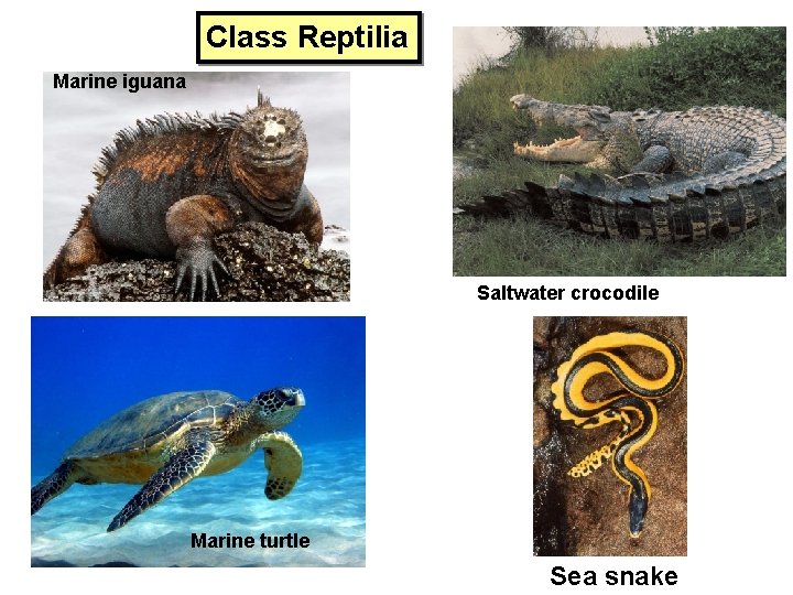 Class Reptilia Marine iguana Saltwater crocodile Marine turtle Sea snake 