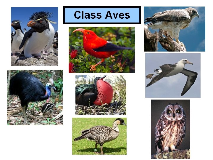 Class Aves 