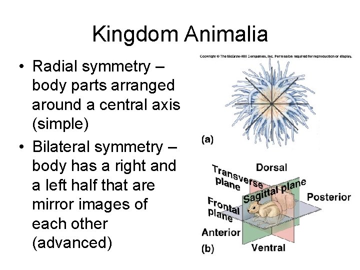 Kingdom Animalia • Radial symmetry – body parts arranged around a central axis (simple)