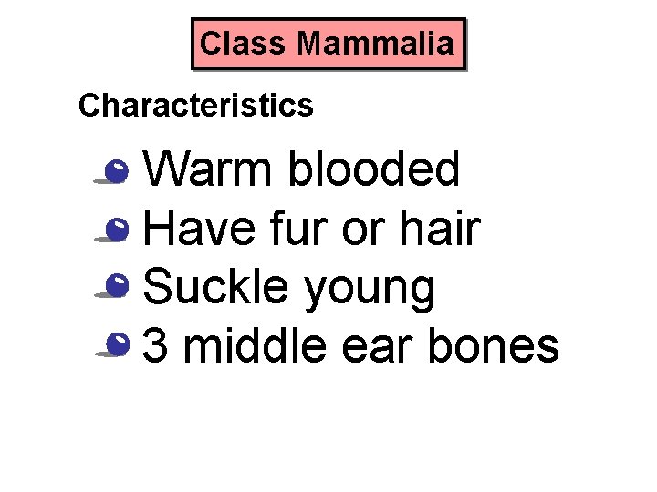 Class Mammalia Characteristics • • Warm blooded Have fur or hair Suckle young 3