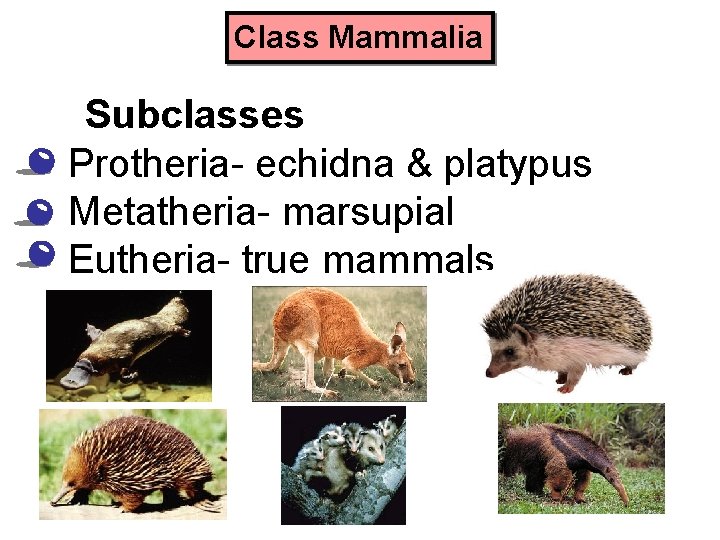 Class Mammalia Subclasses • Protheria- echidna & platypus • Metatheria- marsupial • Eutheria- true